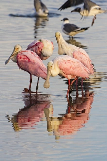 Roseate Spoonbills (Ajaia ajaja) feeding group Roseate Spoonbills (Ajaia ajaja) feeding group