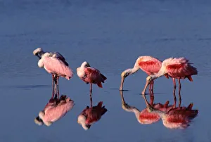 Five Roseate Spoonbills (Ajaia ajaja) feeding and preening Five Roseate Spoonbills (Ajaia ajaja) feeding and preening