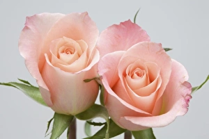 Wildflower Bloom Images Prints: Roses