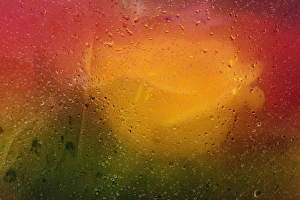 Roses viewed through paper covered in dew drops, Maine Roses viewed through paper covered in dew drops, Maine