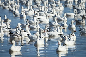 Rosss & Snow geese in freshwater pond, Bosque del Apache NWR, New Mexico Rosss & Snow geese in freshwater pond, Bosque del Apache NWR, New Mexico