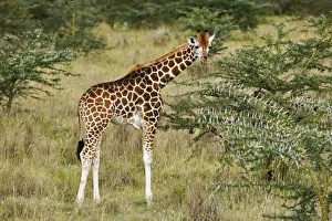 Prints of Rothschilds Giraffe eating, Lake Nakuru National Park, Kenya, Giraffa camelopardalis rothschildi Images Dated 2005 July: Rothschild's Giraffe Print, Lake Nakuru National Park, Kenya