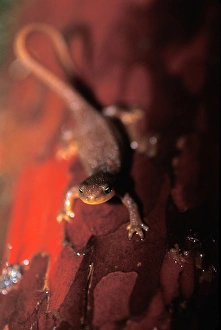 roughskin newt, Taricha granulosa, in a rainforest of the North Cascades National Park roughskin newt, Taricha granulosa, in a rainforest of the North Cascades National Park