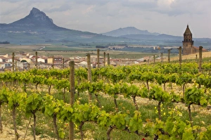 Rows of grape vines in the foreground frame the traditional village of Elvillar with Rows of grape vines in the foreground frame the traditional village of Elvillar with