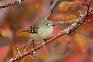 Autumn Woodland Scenes Prints: Ruby-crowned Kinglet, Regulus calendula, adult in Black Hawthorn, Grand Teton NP
