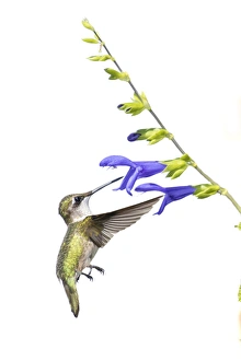Ruby-throated Hummingbird (Archilochus colubris) on Blue Ensign Salvia (Salvia guaranitica Ruby-throated Hummingbird (Archilochus colubris) on Blue Ensign Salvia (Salvia guaranitica