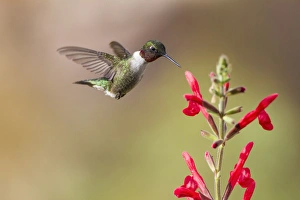 Ruby-throated Hummingbird (Archilochus colubris) male feeding Ruby-throated Hummingbird (Archilochus colubris) male feeding