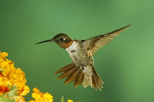 Ruby-throated Hummingbird Male feeding on Texas Lantana, New Braunfels, Texas, USA Ruby-throated Hummingbird Male feeding on Texas Lantana, New Braunfels, Texas, USA