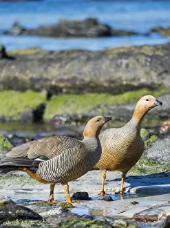 Ruddy-headed Goose (Chloephaga rubidiceps) in tidal area of Carcass Island, Falkland Ruddy-headed Goose (Chloephaga rubidiceps) in tidal area of Carcass Island, Falkland