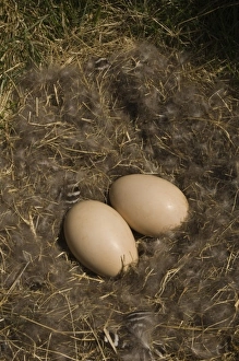 Ruddy-headed Goose nest (Chloephaga rubidiceps), Keppel Island, Falkland Islands Ruddy-headed Goose nest (Chloephaga rubidiceps), Keppel Island, Falkland Islands
