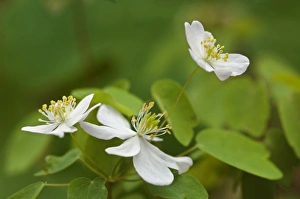 Rue Anemone (Anemonella thalictroides), Buttercup Family (Ranunculaceae) Rue Anemone (Anemonella thalictroides), Buttercup Family (Ranunculaceae)