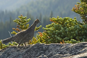 Ruffed Grouse (Bonasa umbellus) at Obstruction Point. Olympic National Park, Washington Ruffed Grouse (Bonasa umbellus) at Obstruction Point. Olympic National Park, Washington