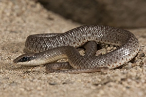 Rufous Beaked Snake Rhamphiophis rostratus Native to East Africa Rufous Beaked Snake Rhamphiophis rostratus Native to East Africa