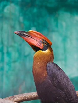 Rufous Hornbill (Buceros hydrocorax), Philippines Rufous Hornbill (Buceros hydrocorax), Philippines
