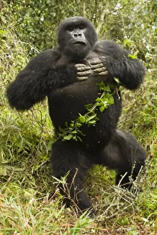 Mountain Gorillas In Rwanda Prints: Rwanda, Volcanoes