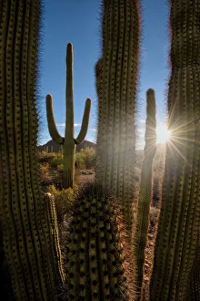 A saguaro cactus creates a window to the desert in Organ Pipe Cactus National Monument A saguaro cactus creates a window to the desert in Organ Pipe Cactus National Monument