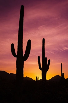 Saguaro cactus at sunrise under Gates Pass, Tucson Mountain Park, Arizona Saguaro cactus at sunrise under Gates Pass, Tucson Mountain Park, Arizona
