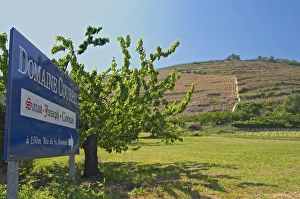 Saint Joseph vineyards in Chateaubourg with a sign to Domaine Courbis also making Cornas Saint Joseph vineyards in Chateaubourg with a sign to Domaine Courbis also making Cornas