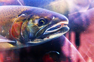 Salmon Head Close Up Issaquah Hatchery Washington. Salmon swim up the Issaquah creek Salmon Head Close Up Issaquah Hatchery Washington. Salmon swim up the Issaquah creek
