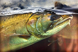 Salmon Head Close Up Issaquah Hatrhery Washington. Salmon swim up the Issaquah creek Salmon Head Close Up Issaquah Hatrhery Washington. Salmon swim up the Issaquah creek