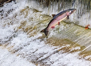 Salmon Jumping Dam Issaquah Hatchery Washington. Salmon swim up the Issaquah creek Salmon Jumping Dam Issaquah Hatchery Washington. Salmon swim up the Issaquah creek