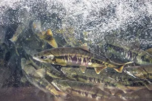 Salmon run, Macaulay Salmon Hatchery, Douglas Island, Alaska, USA Salmon run, Macaulay Salmon Hatchery, Douglas Island, Alaska, USA