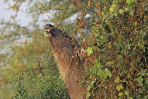 Sambar feeding, Keoladeo National Park, India Sambar feeding, Keoladeo National Park, India