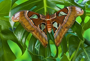 Sammamish, Washington captive raised largest moth in the world Attacus Lorquini Sammamish, Washington captive raised largest moth in the world Attacus Lorquini