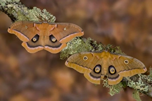Sammamish, Washington pair of silk moths Antheraea polyphemus from North America Sammamish, Washington pair of silk moths Antheraea polyphemus from North America