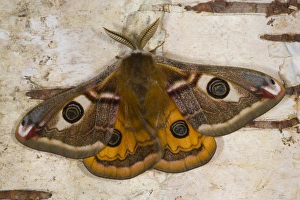 Sammamish, Washington photo of a small European Silk Moth, male Saturnia pavionella Sammamish, Washington photo of a small European Silk Moth, male Saturnia pavionella