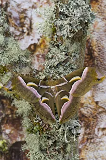 Sammamish, Washington photo taken of silk moth Samia cynthina Sammamish, Washington photo taken of silk moth Samia cynthina