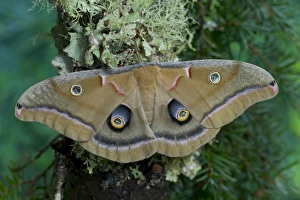 Sammamish, Washington silk moth Antheraea polyphemus from North America Sammamish, Washington silk moth Antheraea polyphemus from North America