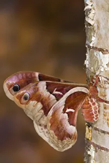 Sammamish, Washington silkmoth from North America, Callosamia promethea - female Sammamish, Washington silkmoth from North America, Callosamia promethea - female