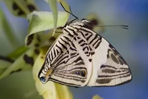 Images Dated 23rd December 2006: Sammamish Washington Tropical Butterflies photograph of the Colobura dirce, Zebra