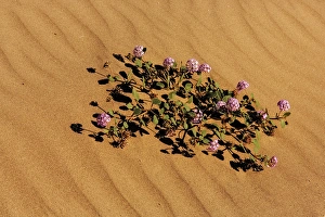 Sand verbena in Death Valley National Park, California, USA Sand verbena in Death Valley National Park, California, USA