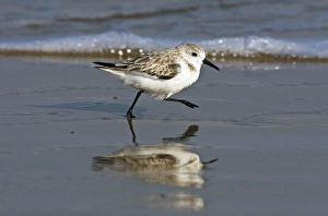 Sanderling (Calidris alba) running on wet beach, Gulf of Mexico, south Texas, USA, winter Sanderling (Calidris alba) running on wet beach, Gulf of Mexico, south Texas, USA, winter
