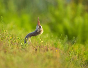 Sandhill crane chick stretching in grass, Grus canadensis, Viera wetlands, Florida Sandhill crane chick stretching in grass, Grus canadensis, Viera wetlands, Florida