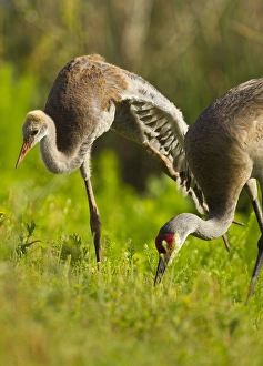 Sandhill crane chick stretching with parent, Grus canadensis, Viera wetlands, Florida Sandhill crane chick stretching with parent, Grus canadensis, Viera wetlands, Florida