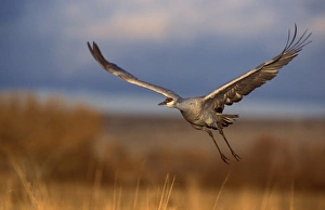 Sandhill crane flying at Bosque del Apache, New Mexico Sandhill crane flying at Bosque del Apache, New Mexico