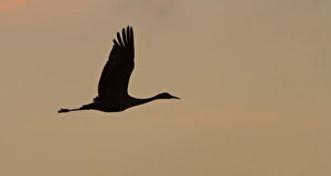 Sandhill crane (Grus canadensis) flying at dawn, Platte river, Nebraska Sandhill crane (Grus canadensis) flying at dawn, Platte river, Nebraska