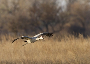 Sandhill crane (Grus canadensis) flying at dusk, Platte river, Nebraska Sandhill crane (Grus canadensis) flying at dusk, Platte river, Nebraska