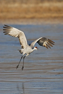 Sandhill Crane (Grus canadensis) flying from roost , New Mexico Sandhill Crane (Grus canadensis) flying from roost , New Mexico