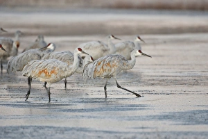 Sandhill Crane (Grus canadensis) at roost, New Mexico Sandhill Crane (Grus canadensis) at roost, New Mexico