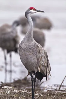 Sandhill crane on the Platte River during spring migration near Kearney, Nebraska, USA Sandhill crane on the Platte River during spring migration near Kearney, Nebraska, USA