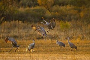 Sandhill Cranes (Grus canadensis) landing at roosting marsh Sandhill Cranes (Grus canadensis) landing at roosting marsh