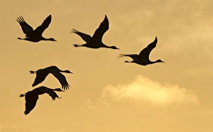Sandhill cranes (Grus canadensis) flying at dawn, Platte river, Nebraska Sandhill cranes (Grus canadensis) flying at dawn, Platte river, Nebraska