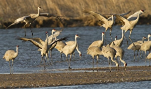 Sandhill cranes (Grus canadensis) flying at dusk, Platte river, Nebraska Sandhill cranes (Grus canadensis) flying at dusk, Platte river, Nebraska