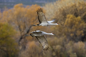 Sandhill Cranes (Grus canadensis) pair in flight Sandhill Cranes (Grus canadensis) pair in flight