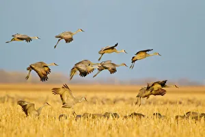 Sandhill cranes land in corn fields before heading to the Platte River in evening near Sandhill cranes land in corn fields before heading to the Platte River in evening near