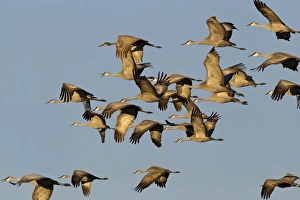 Sandhill cranes leave corn fields before heading to the Platte River in evening near Sandhill cranes leave corn fields before heading to the Platte River in evening near